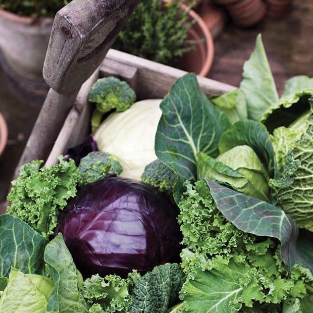 5 myter om bioaffald