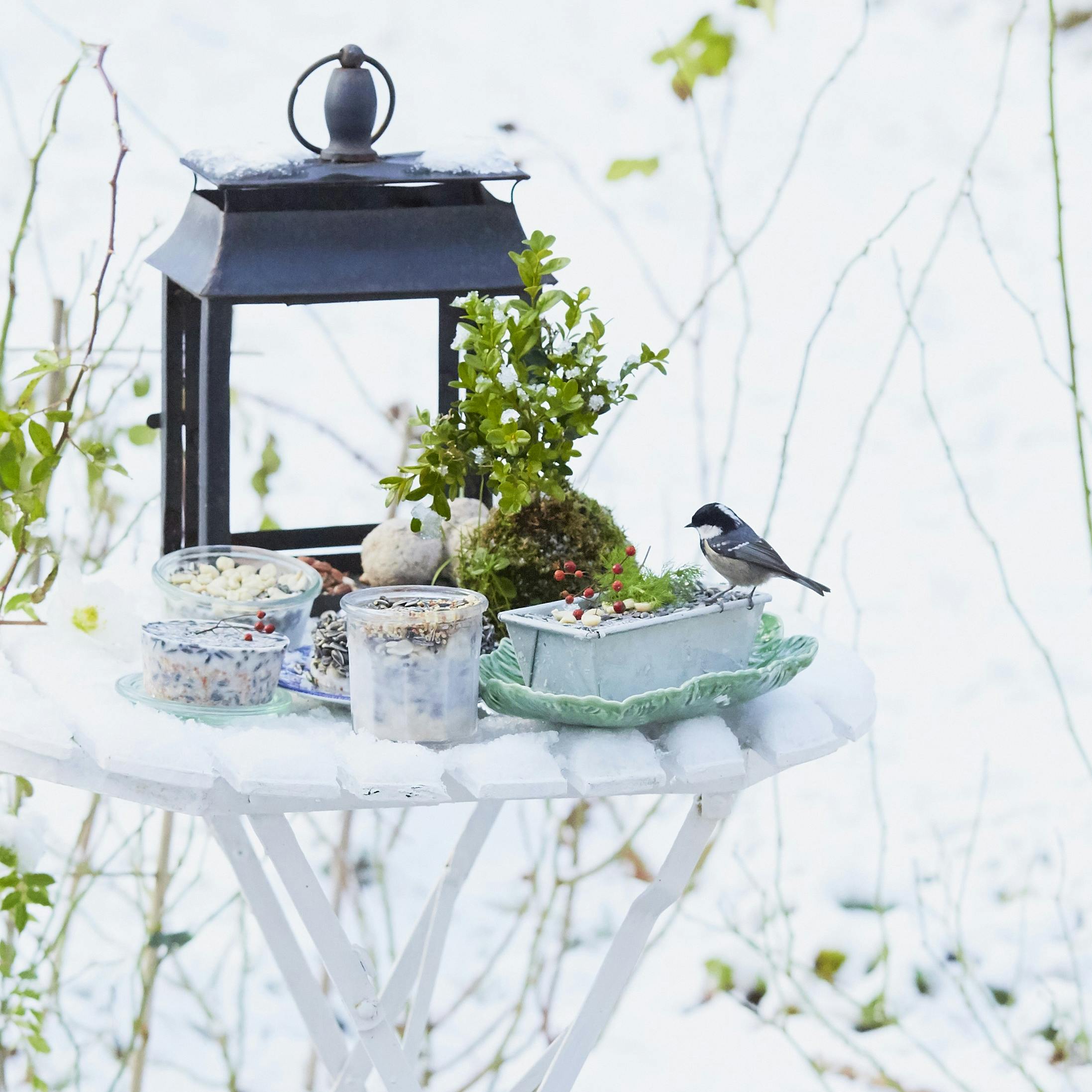 Fuglefodring i haven