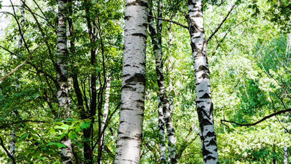 Birketræer: 7 uundværlige fakta om birk (betula) | ISABELLAS