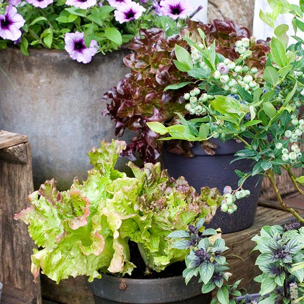https://imgix.isabellas.dk/media/article/blomster_forside_.png