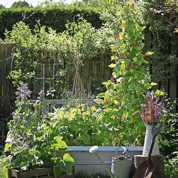 Bønne espalier