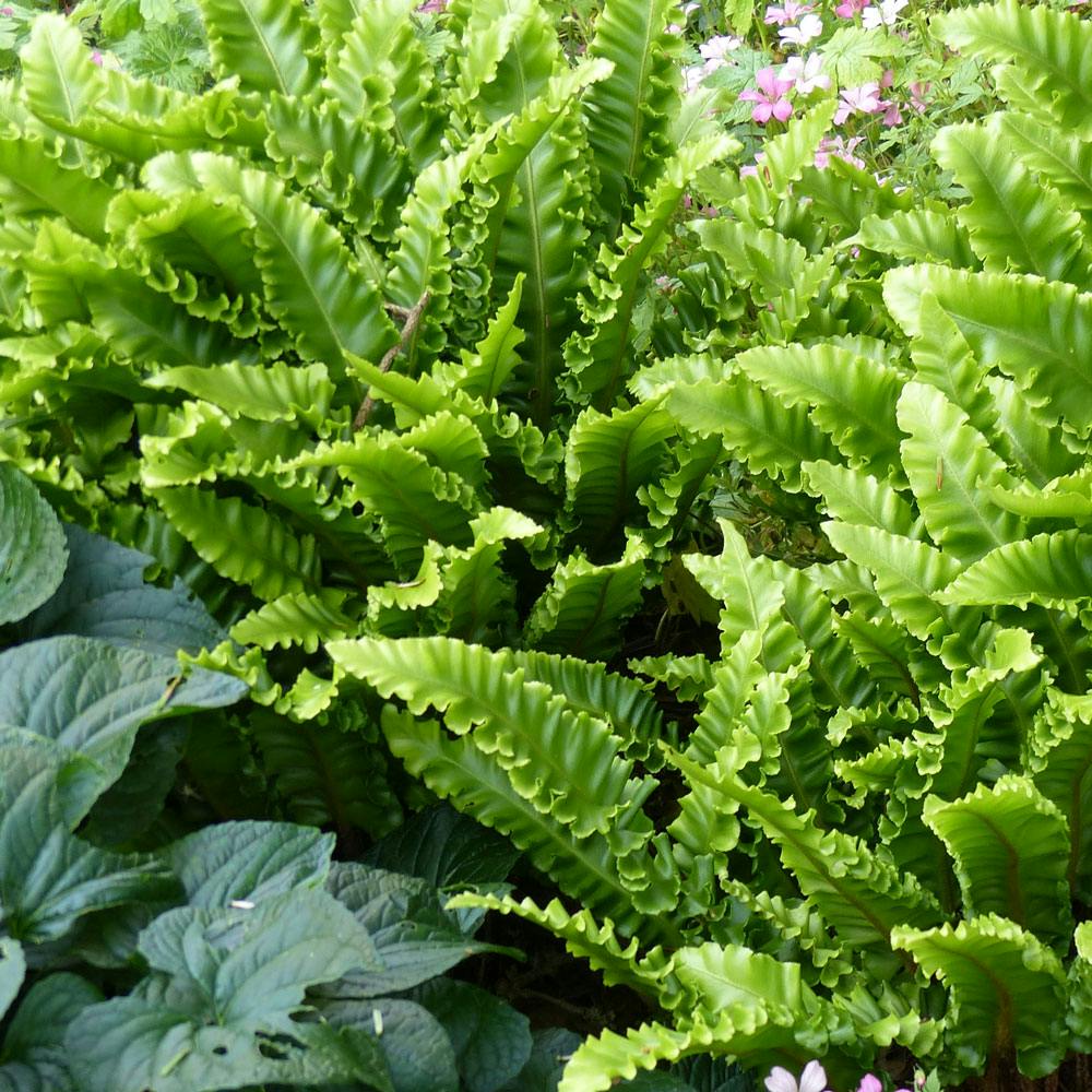 Hjortetunge-bregner i bed