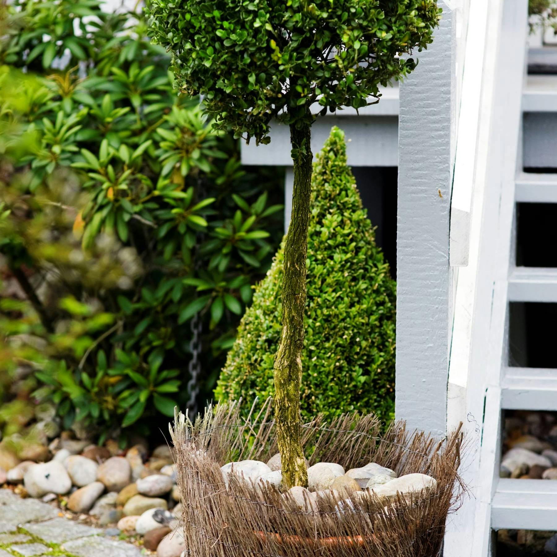 Pynt haven med buksbom