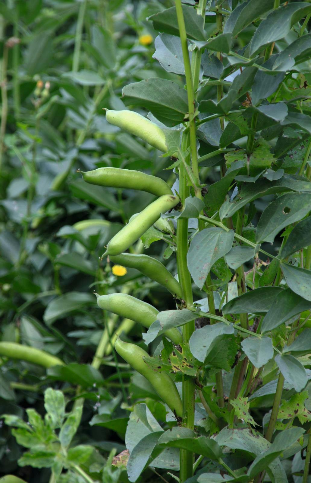 Flotte hestebønner med strut!