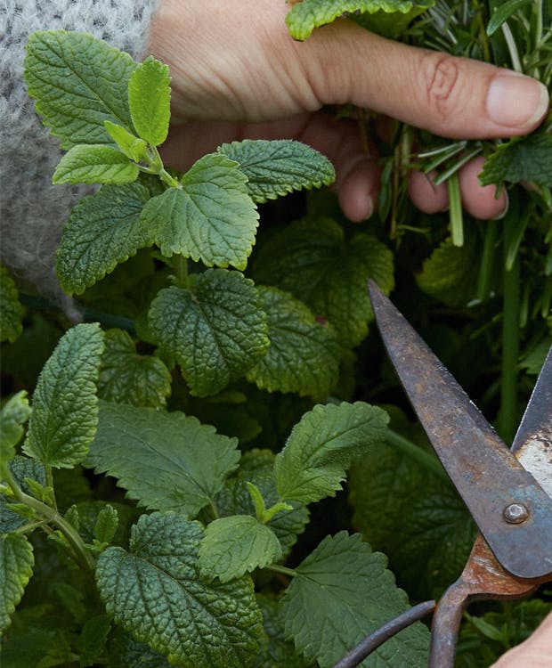 Dyrk og høst citronmelisse selv