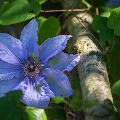 Clematis Blue Gem er en klatreplante.