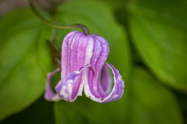 Lilla Clematis Crispa