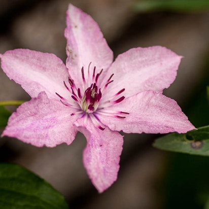Clematis Hagley Hybrid får rosa blomster.