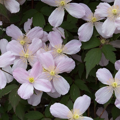 Clematis montana, Almindelig bjergskovranke, får lyserøde blomster.