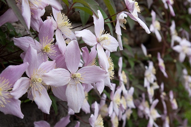 Clematis montana ‘Elizabeth’ får et væld af små sarte blomster.
