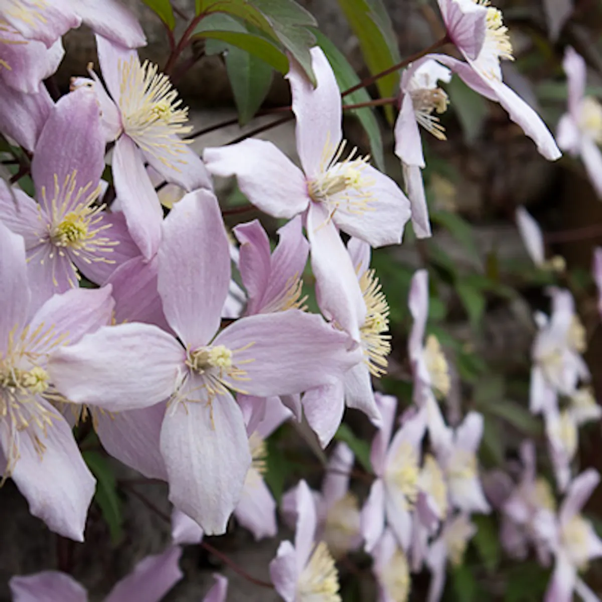 Pasning Og Pleje Af Clematis Montana Elizabeth ISABELLAS Pasning Og Pleje Af Clematis Montana Elizabeth ISABELLAS