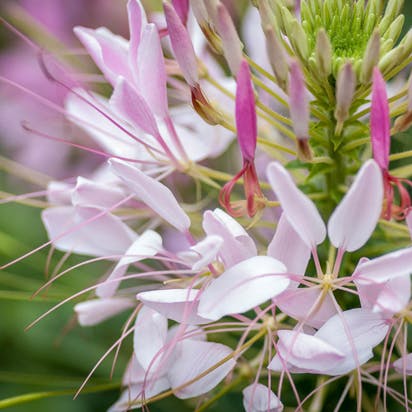 Cleome hassleriana, Edderkoppeblomst, er en elegant sommerblomst.