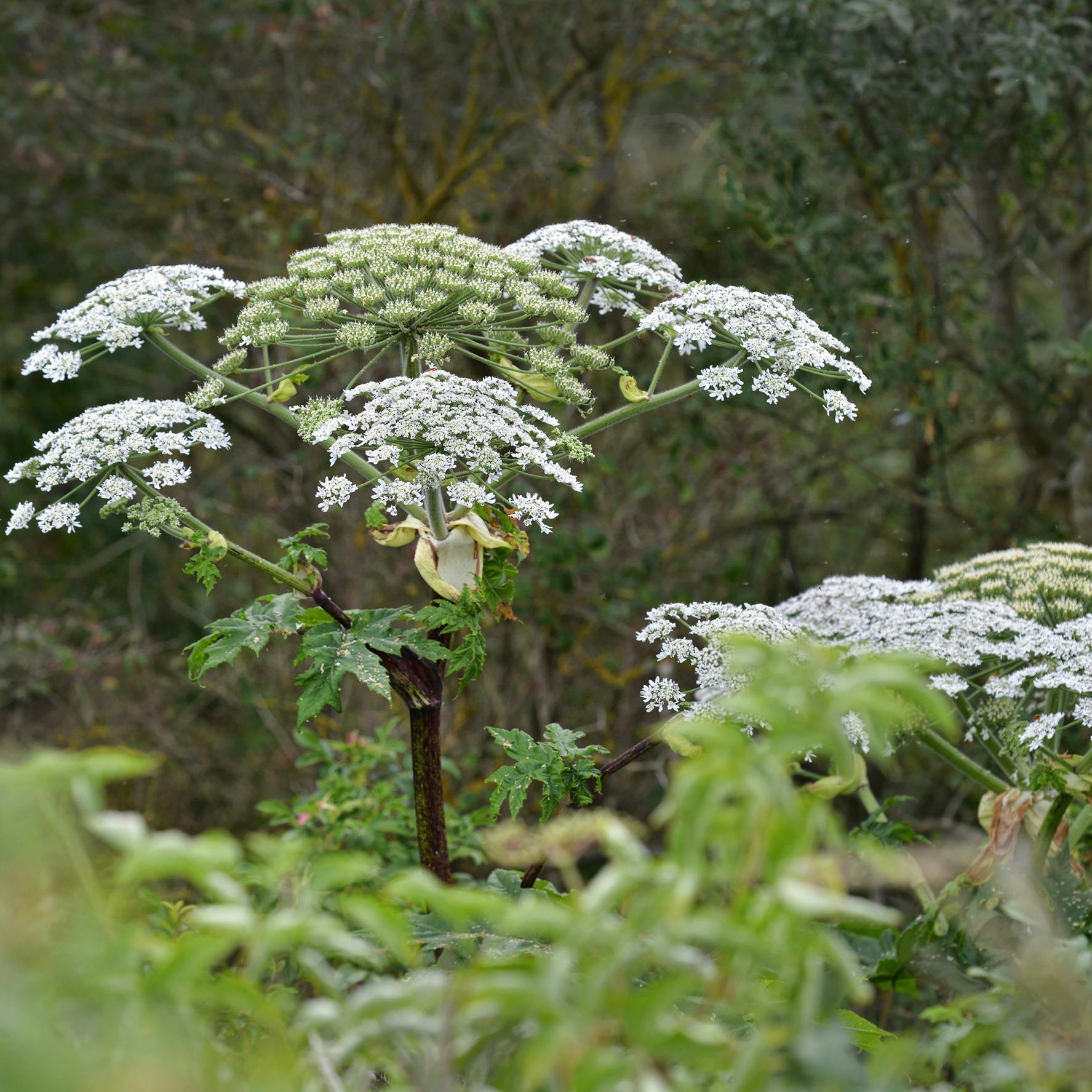 Sådan bekæmper du bjørneklo