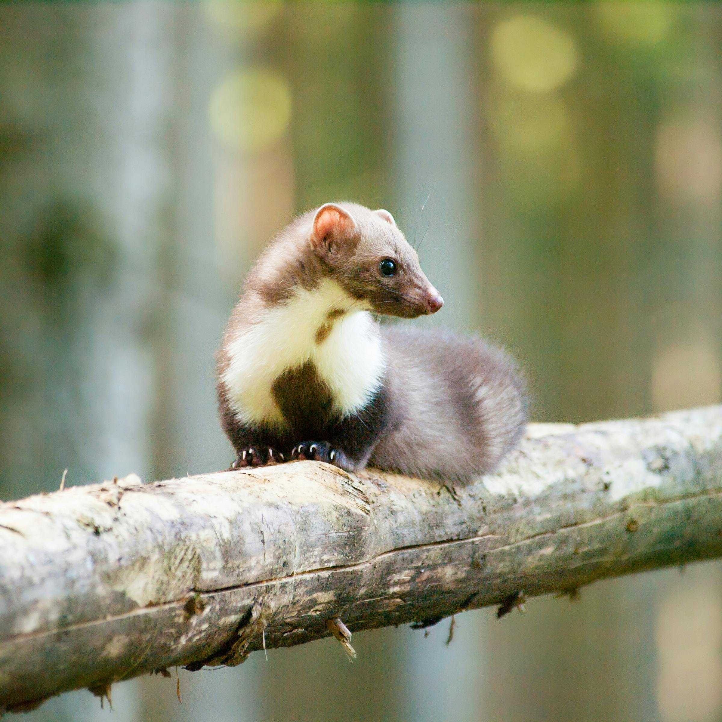 En husmår holder udkig