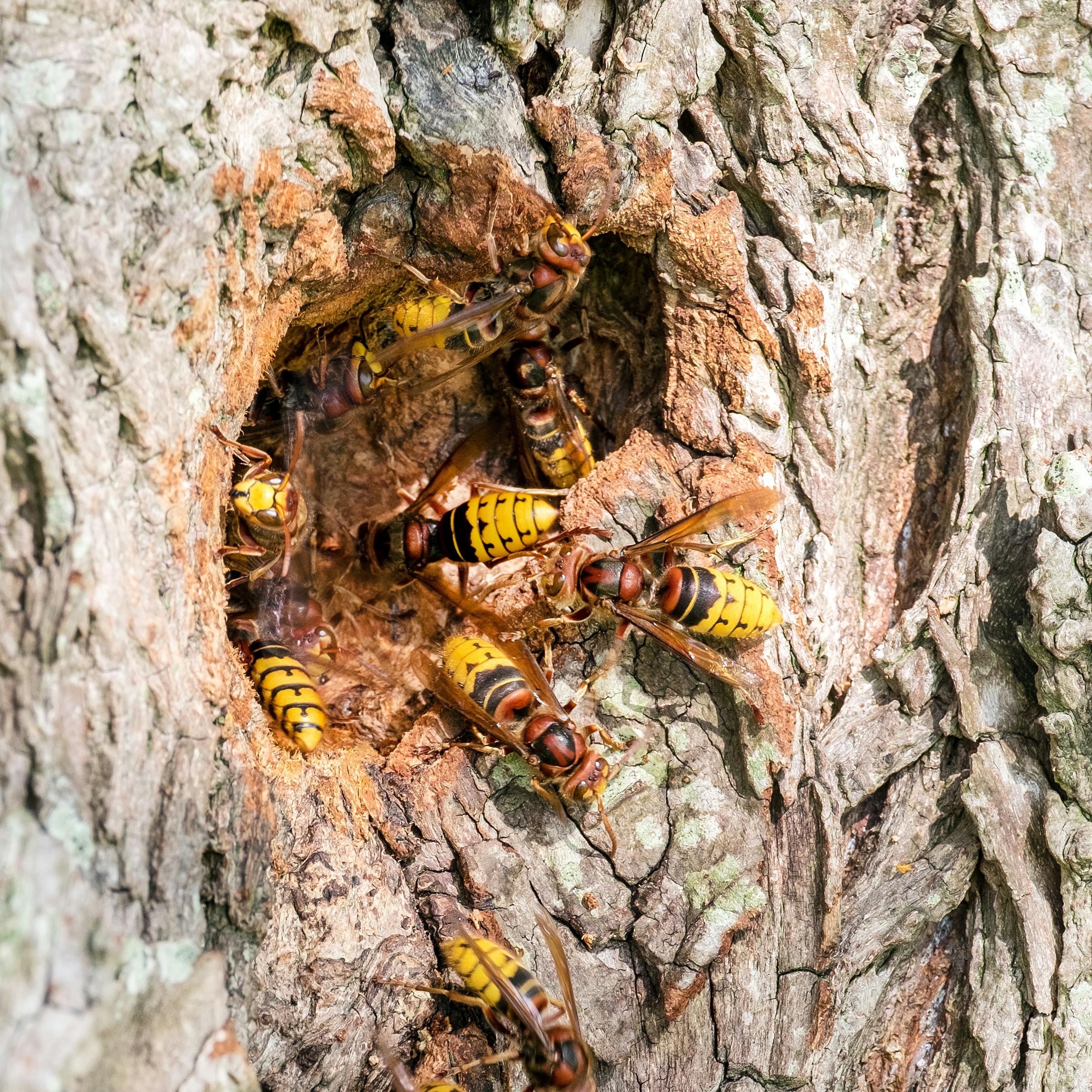 Fjernelse af hvepsebo