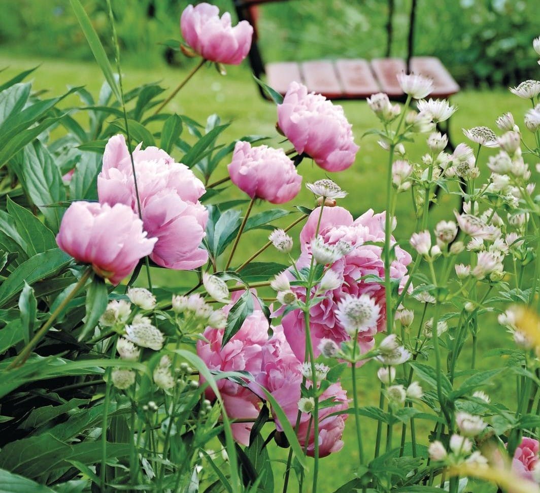 Lyserøde pæoner: Sådan dyrker du fantastiske pæoner og bonderoser