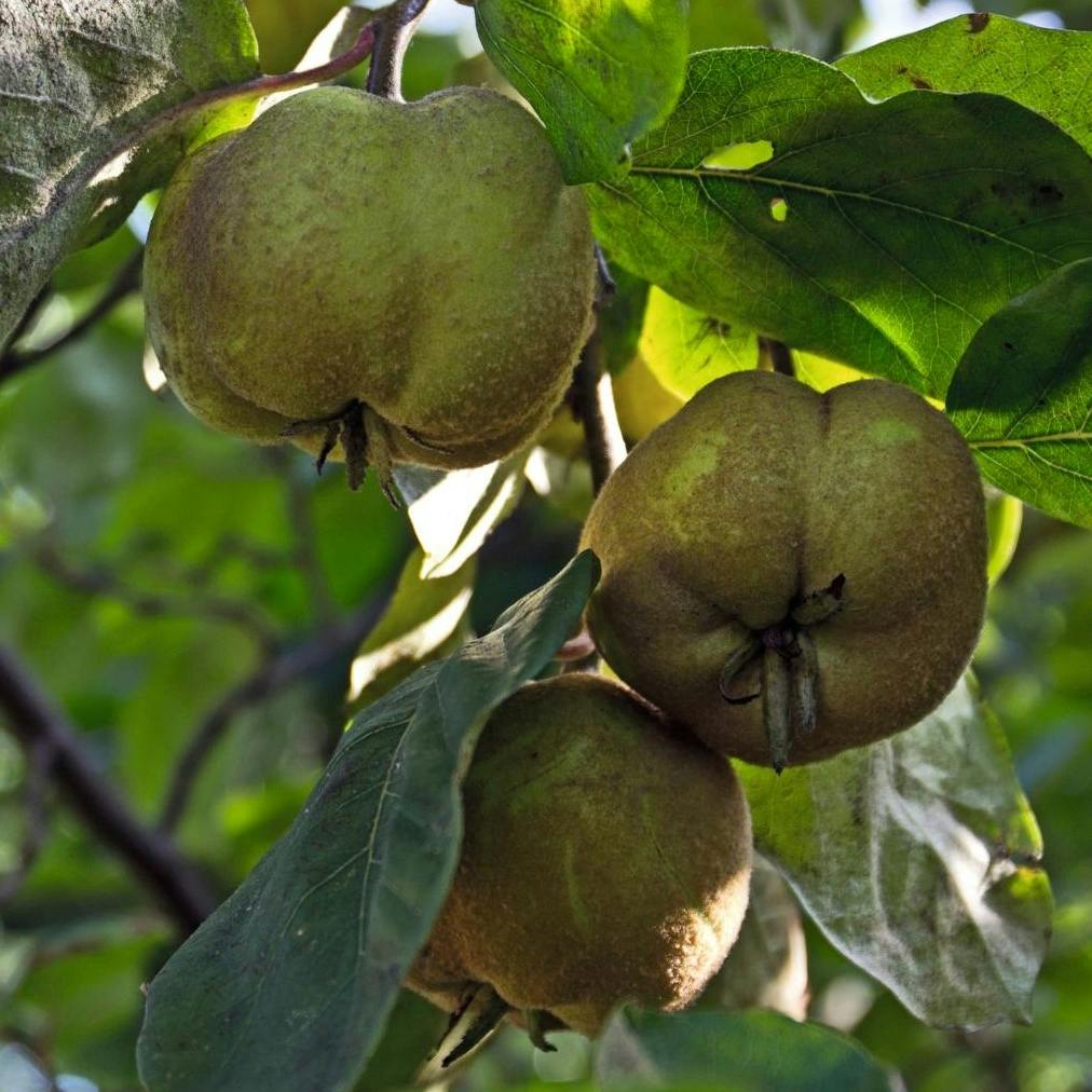 Kvæder til små og store haver
