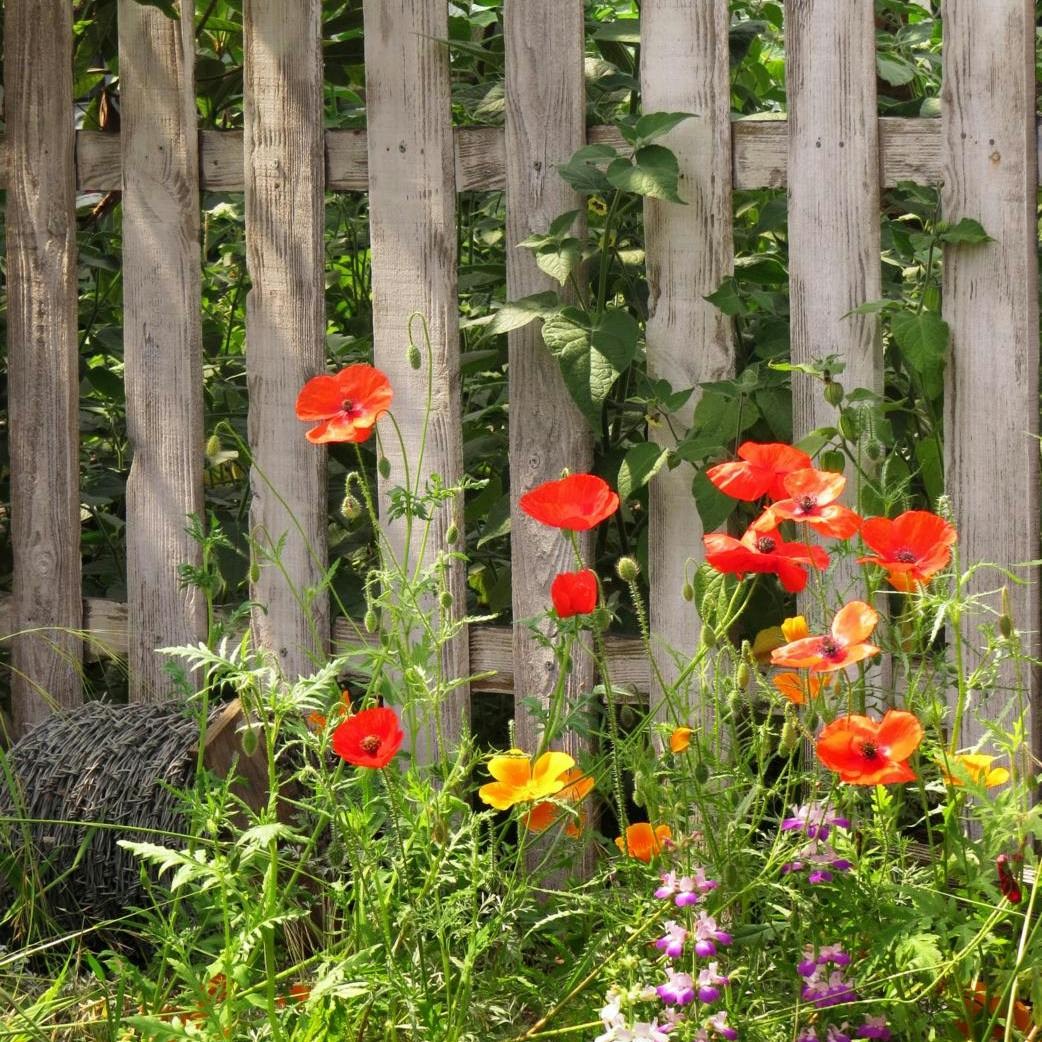 Dyrk fine valmuer i haven