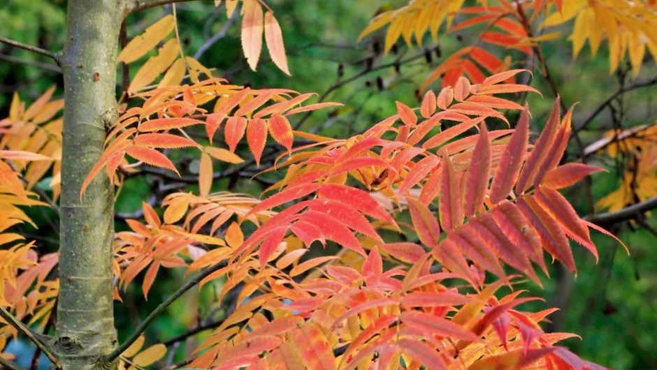 Inspiration: Planter med efterårsfarver | ISABELLAS