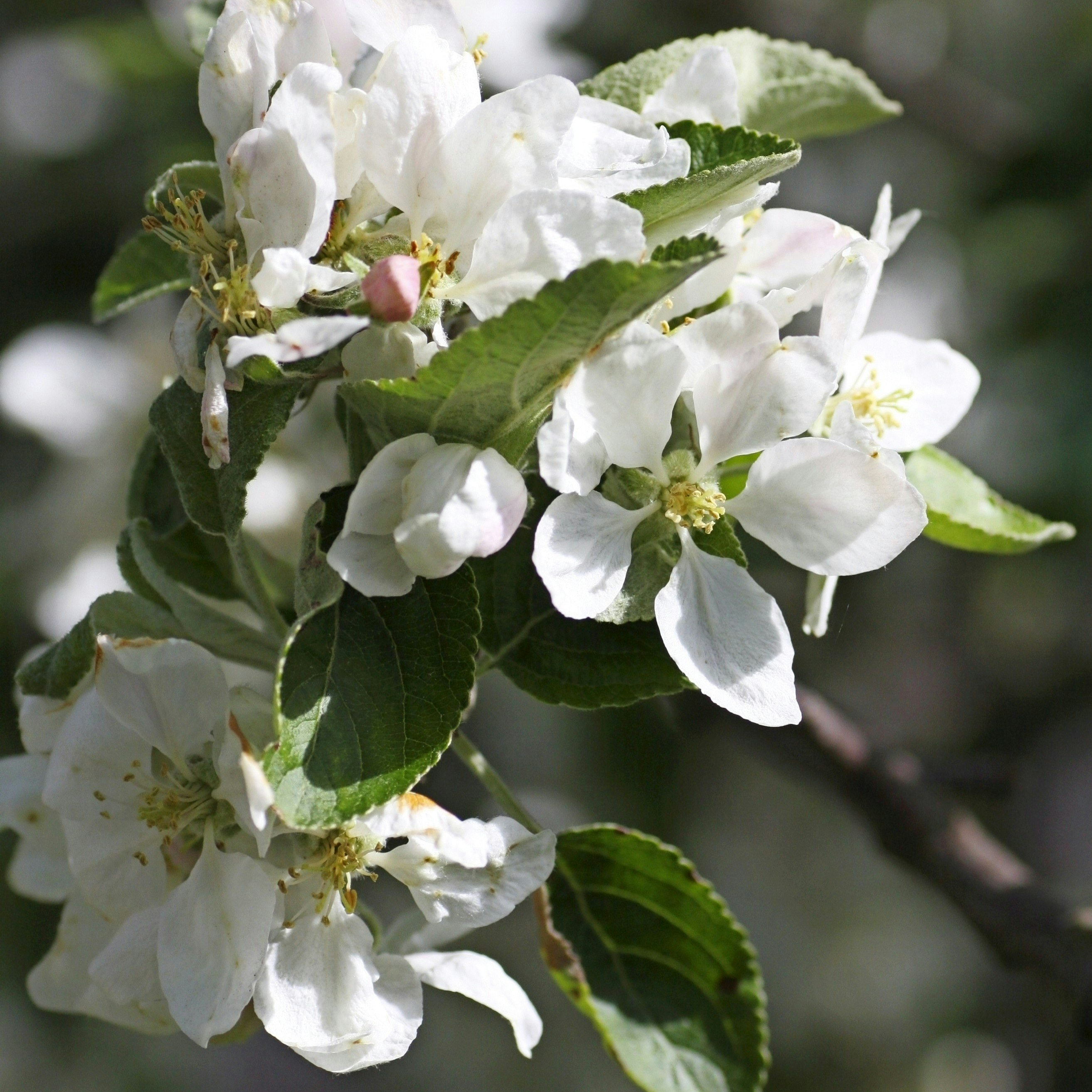 10 ting du skal vide om æbletræer