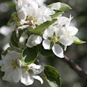 10 ting du skal vide om æbletræer