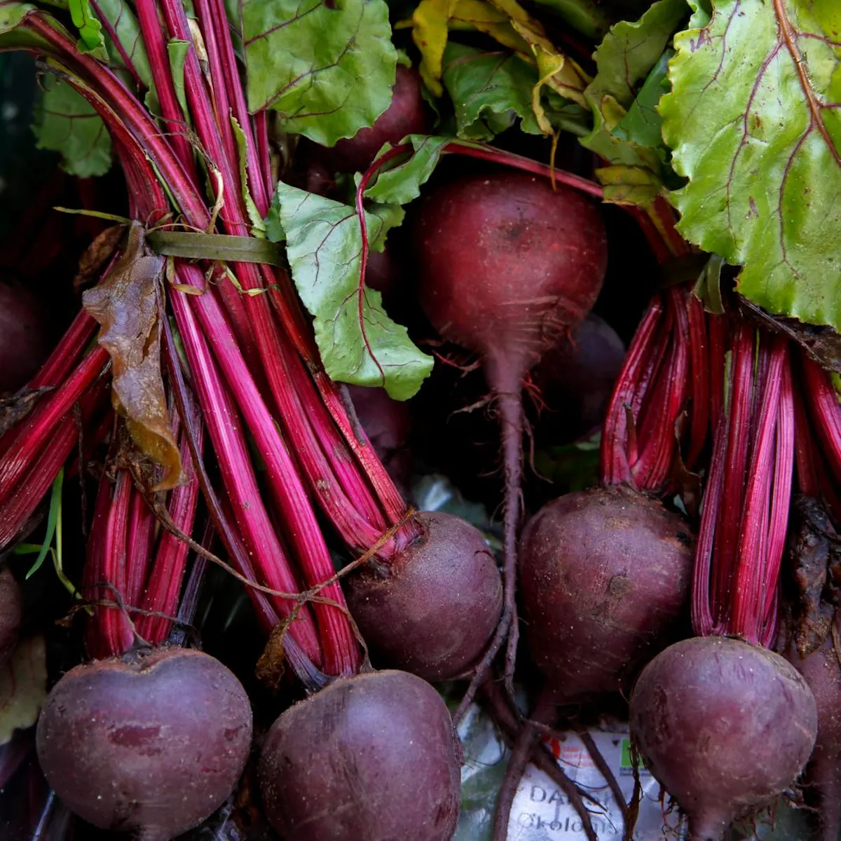 Parabel Rødder Guide: Dyrk selv rødbeder | ISABELLAS