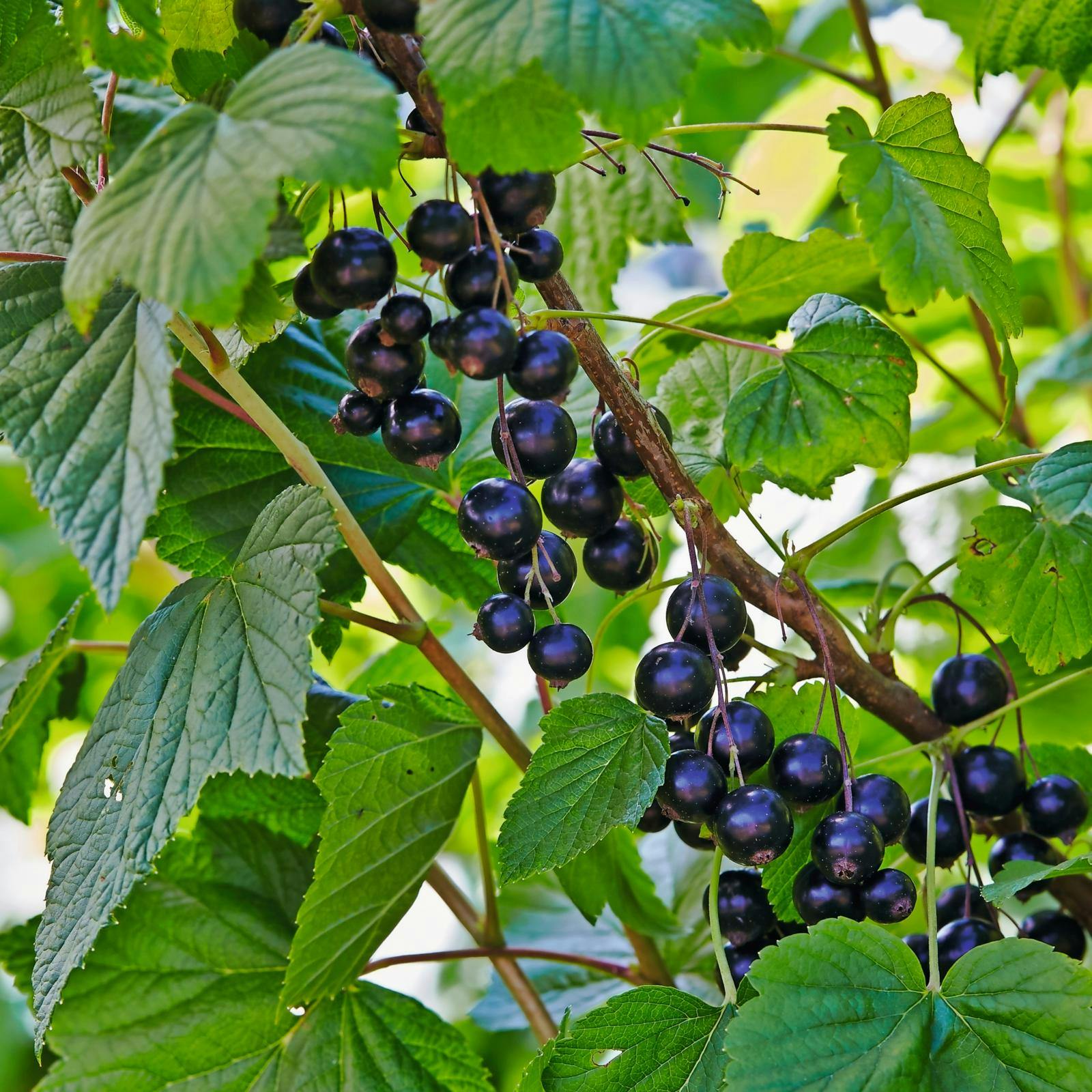 Dyrk solbærbuske i haven.