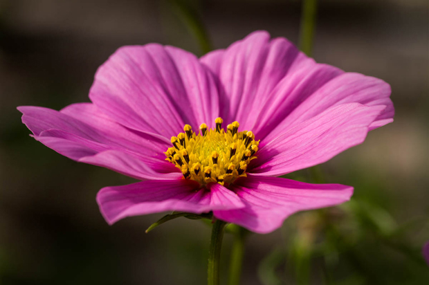 Stolt kavaler i haven