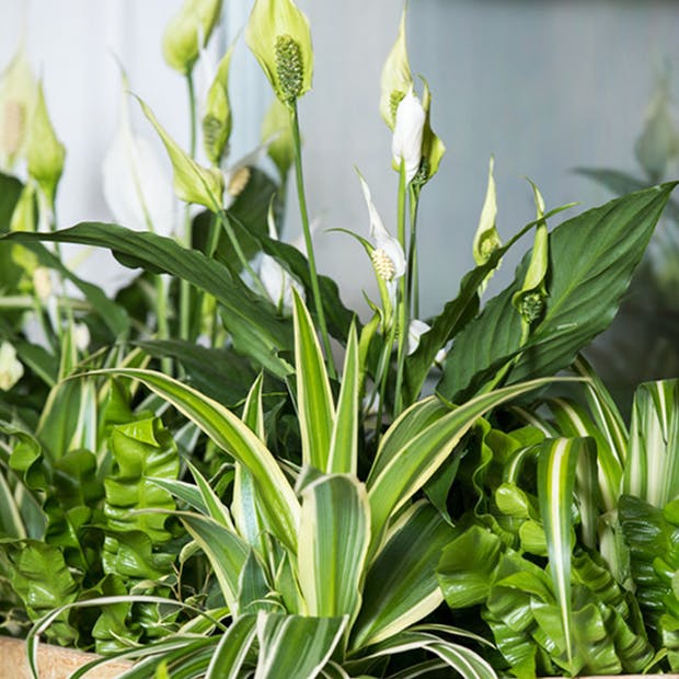 https://imgix.isabellas.dk/media/article/csm_spathiphyllum_wallisii_-_luftrensere_2_feb4a8131c.jpg