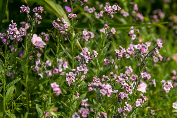 Cynoglossum amabile, Kinesisk hundetunge, er en skøn sommerblomst. Den fås både med pink, blå og hvide blomster.
