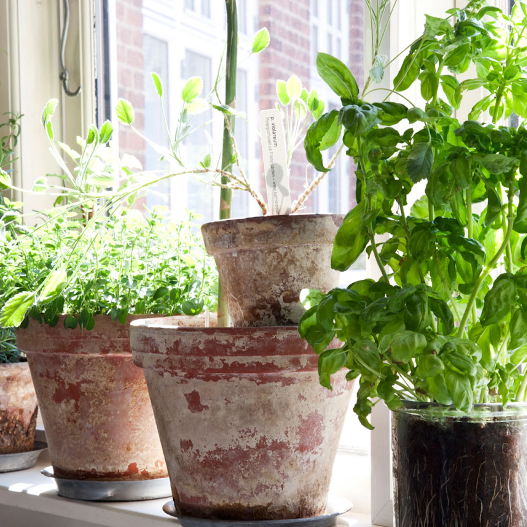 De 4 bedste planter til dit hjem | ISABELLAS