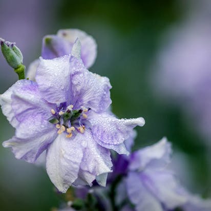 Delphinium cultorum, Ridderspore, er en overdådig sommerblomst.