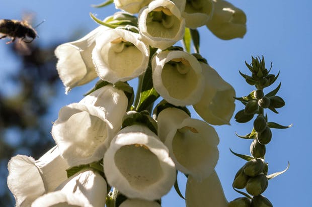 Digitalis purpurea, Almindelig fingerbøl, er en 2-årig plante.
