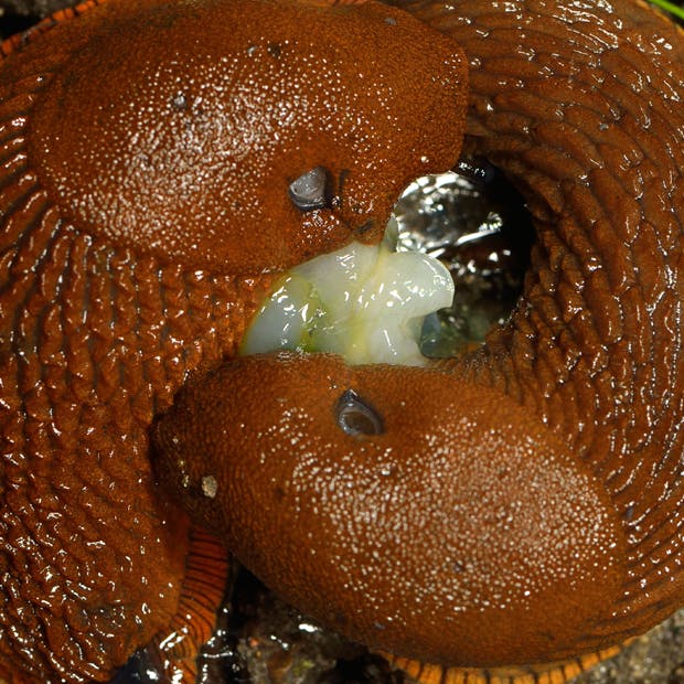 Dræbersnegle i parring