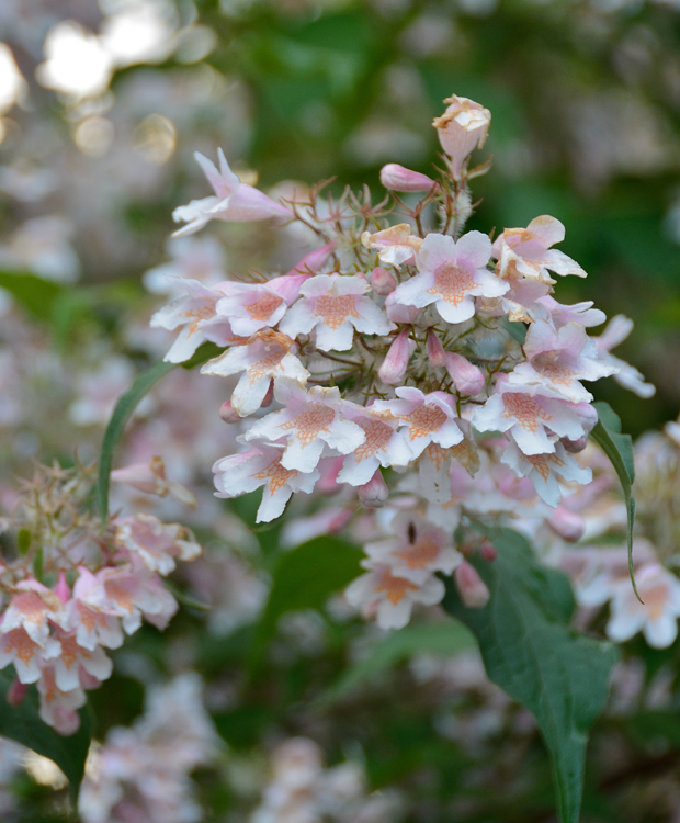 Sart rosa og hvide blomster på dronningebusk
