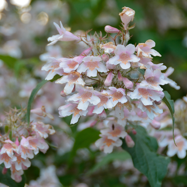 Sart rosa og hvide blomster på dronningebusk