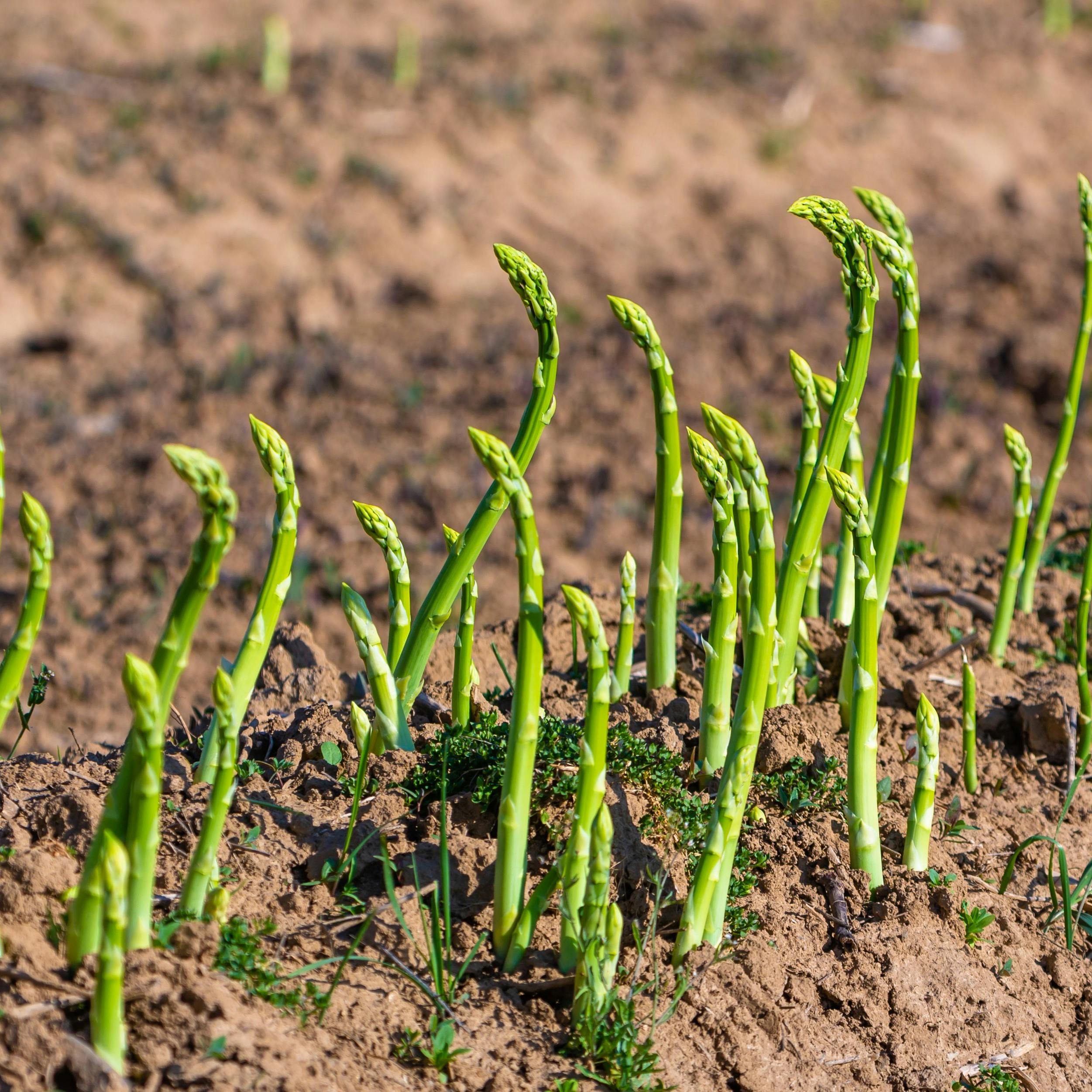 Sådan dyrker du asparges