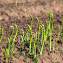 Sådan dyrker du asparges