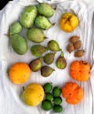 Guide til at dyrke eksotiske frugter