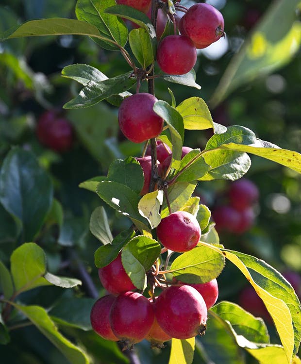 Dyrkning af paradisæbler