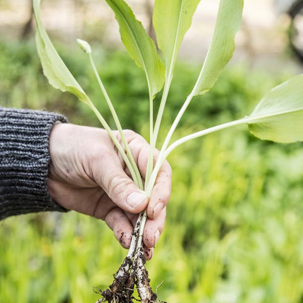 Spiseligt ukrudt - dyrk vilde urter som gourmetkokkene