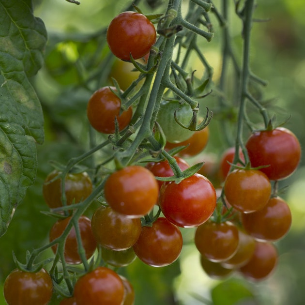 Ydeevne Kommunisme Overskyet Sådan dyrker du tomater med succes | ISABELLAS