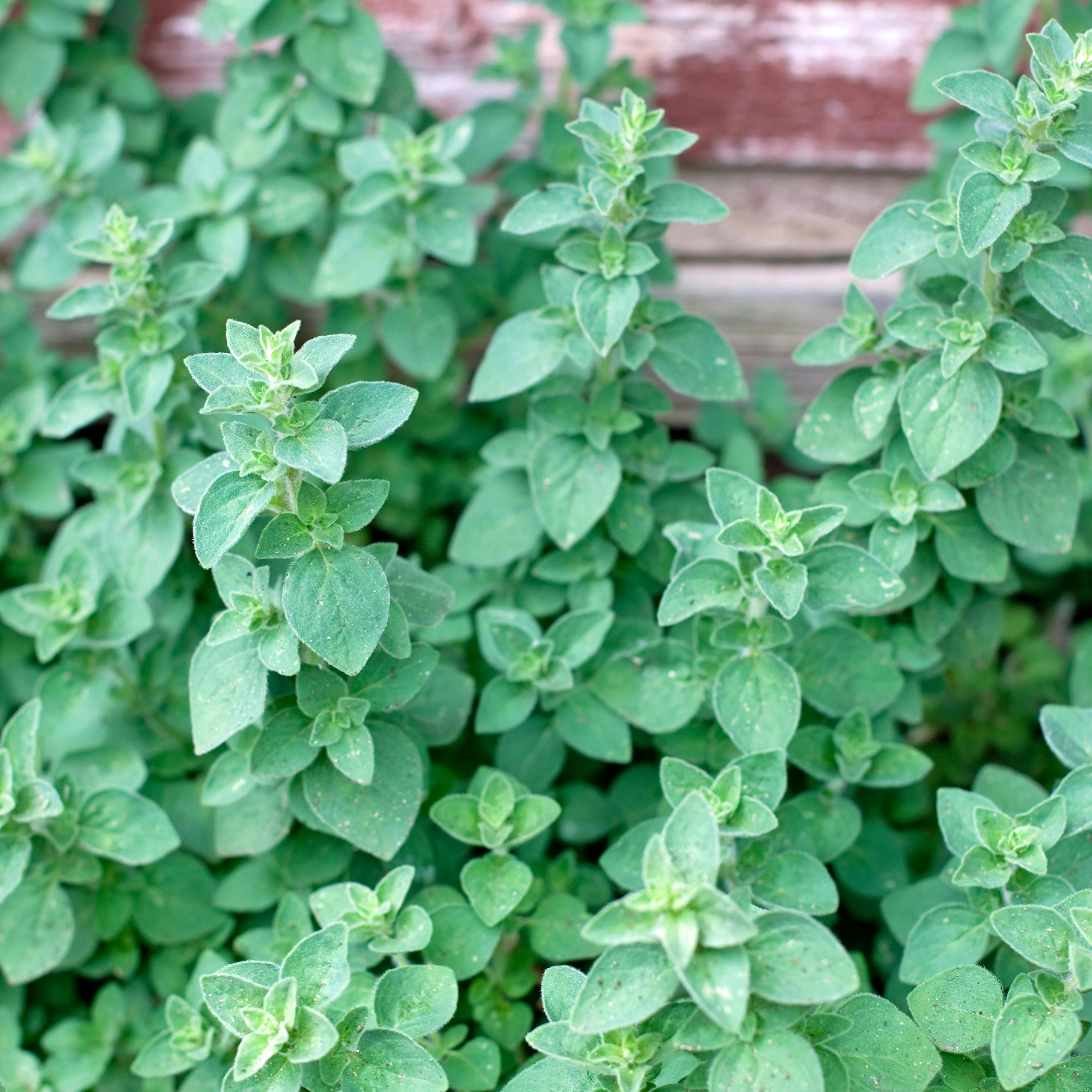 Hjemmedyrkede oregano-planter