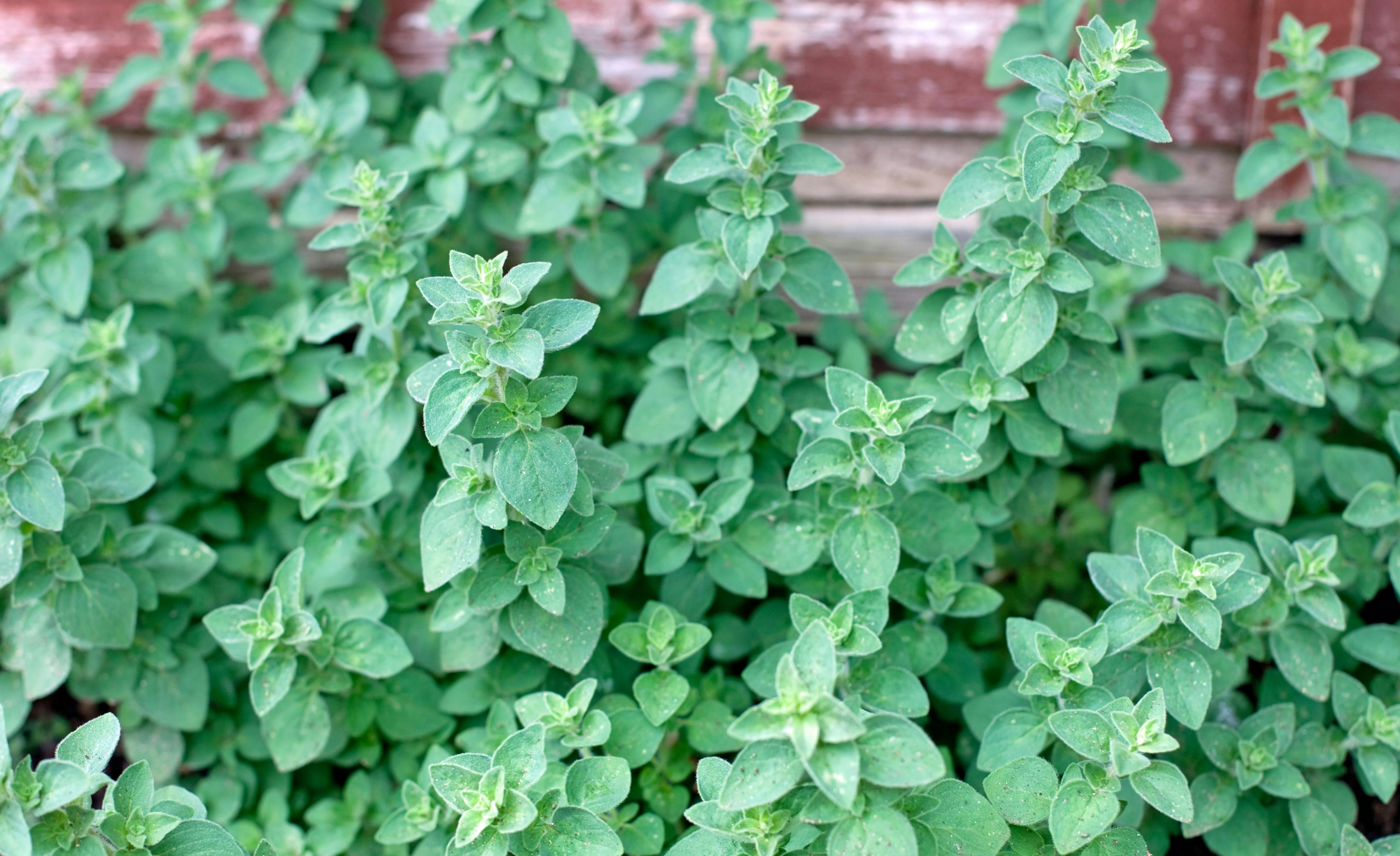 Oregano plante