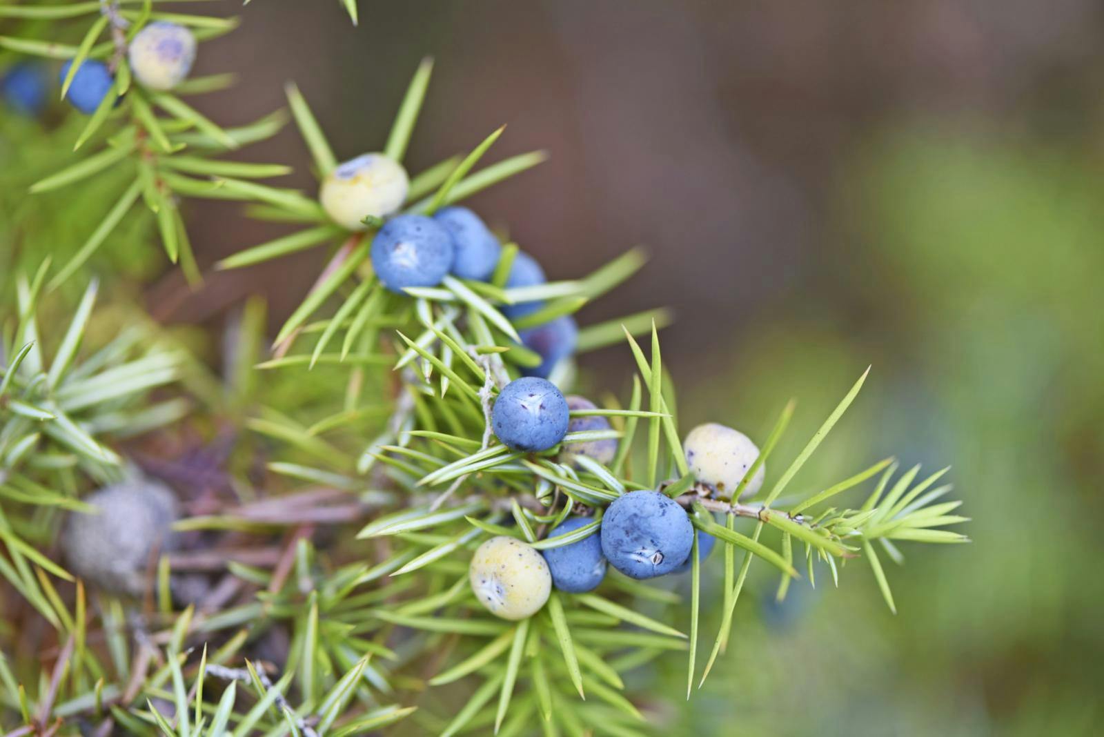 Blå og hvide enebær på en enebærbusk