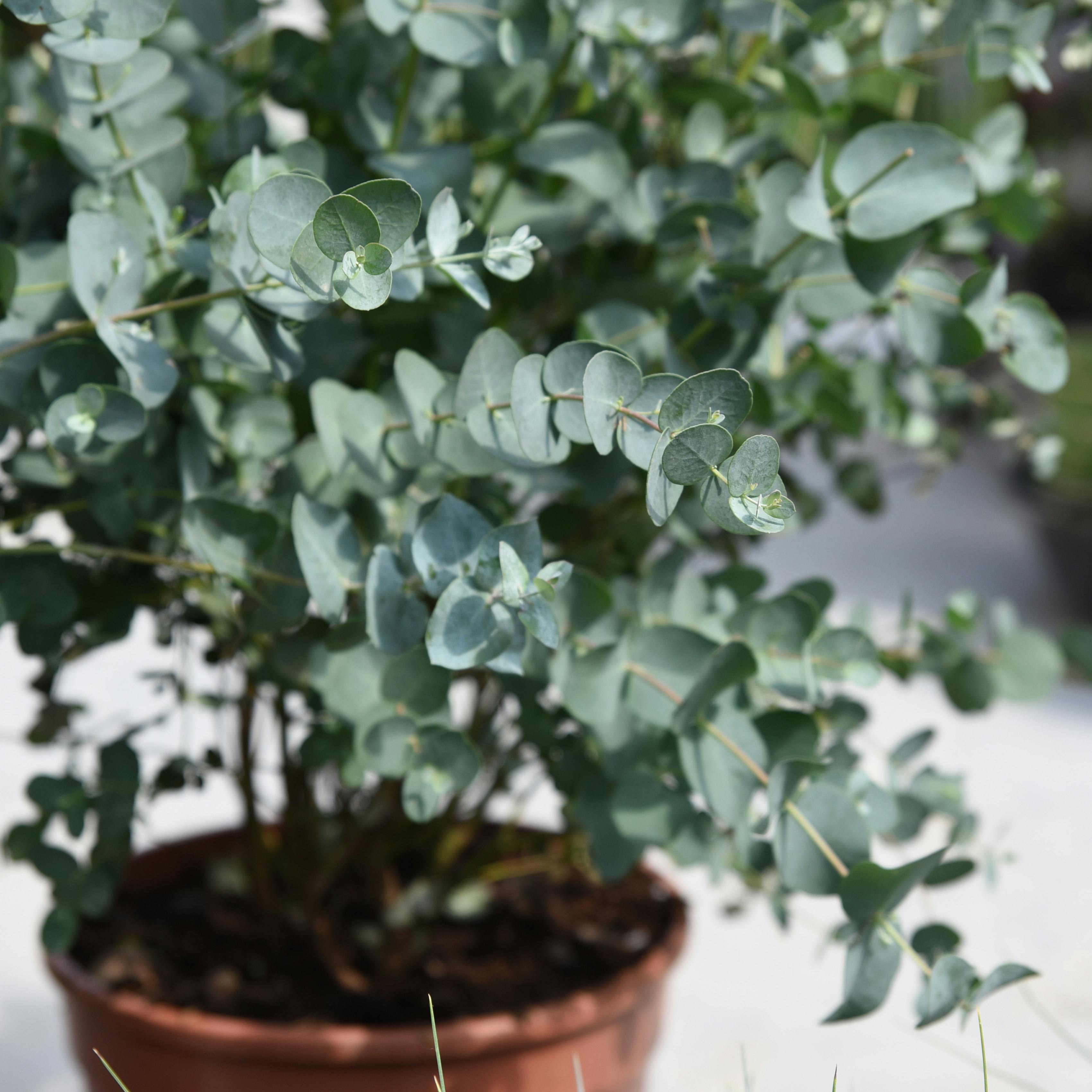 Gunni eukalyptus i krukke