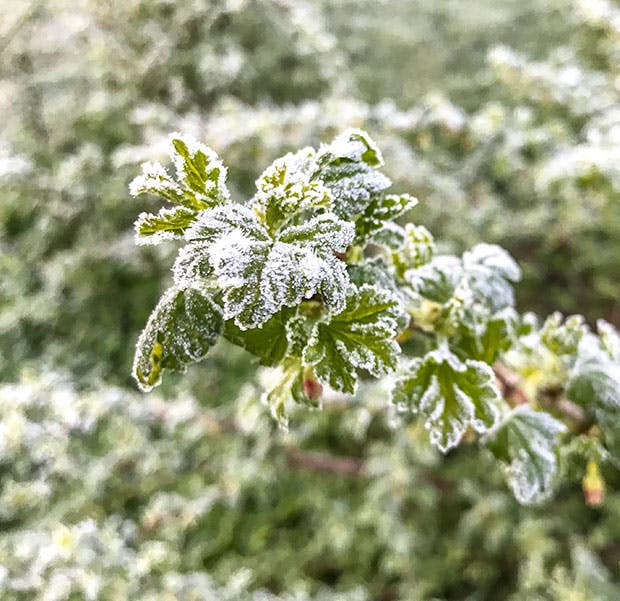 forårsfrost