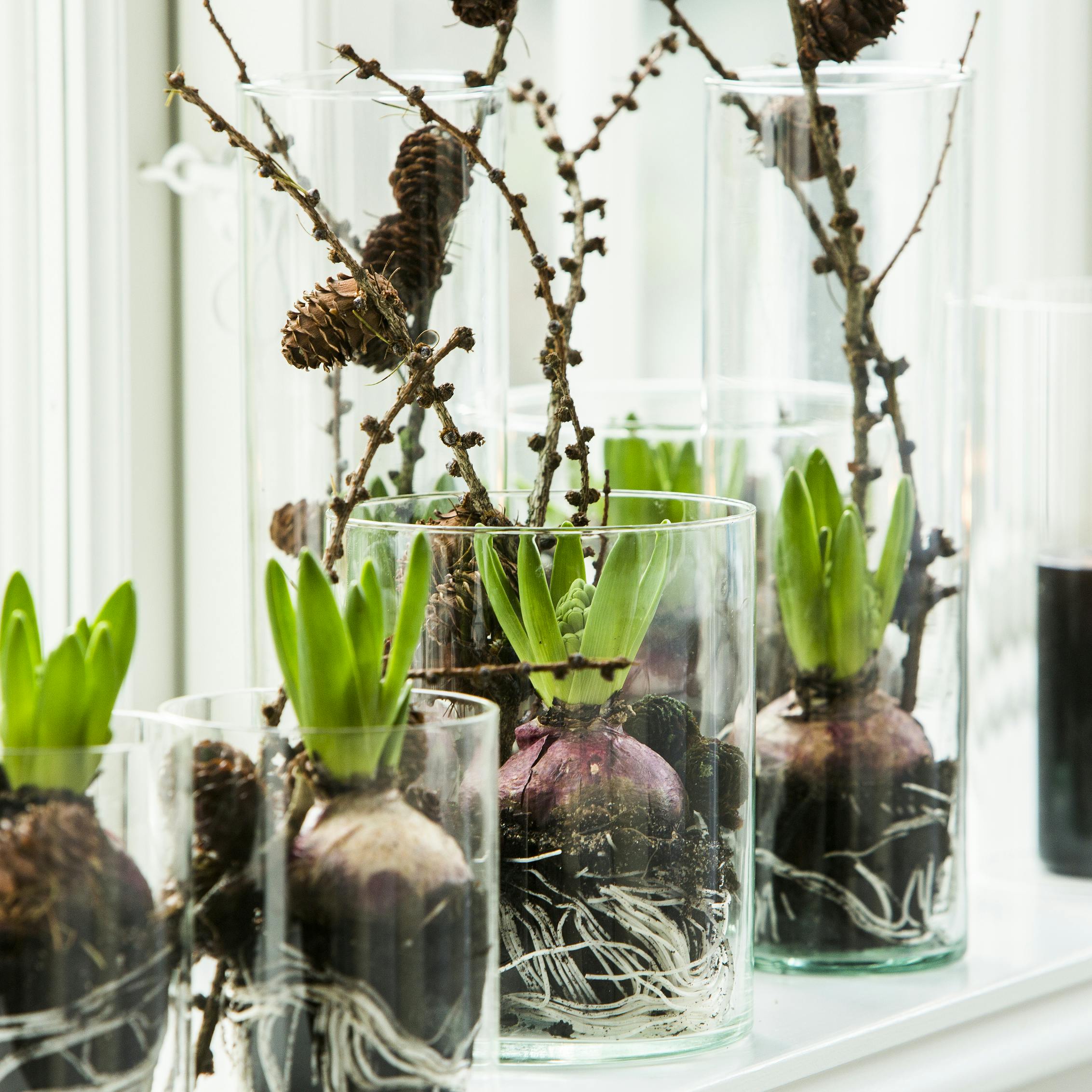 Gøremål i haven i uge 37