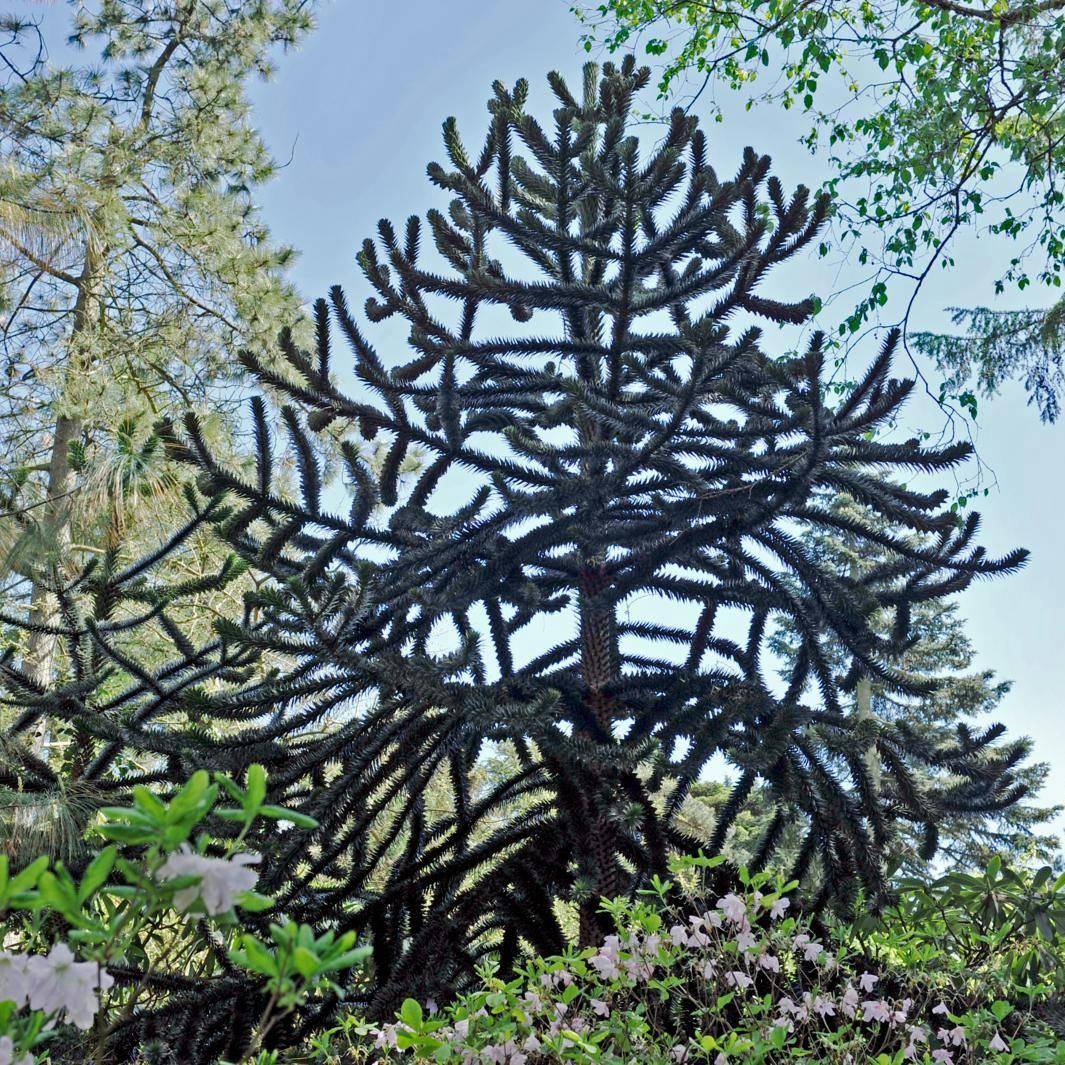 Abetræer i haven — klipning, blomstring og plantning.