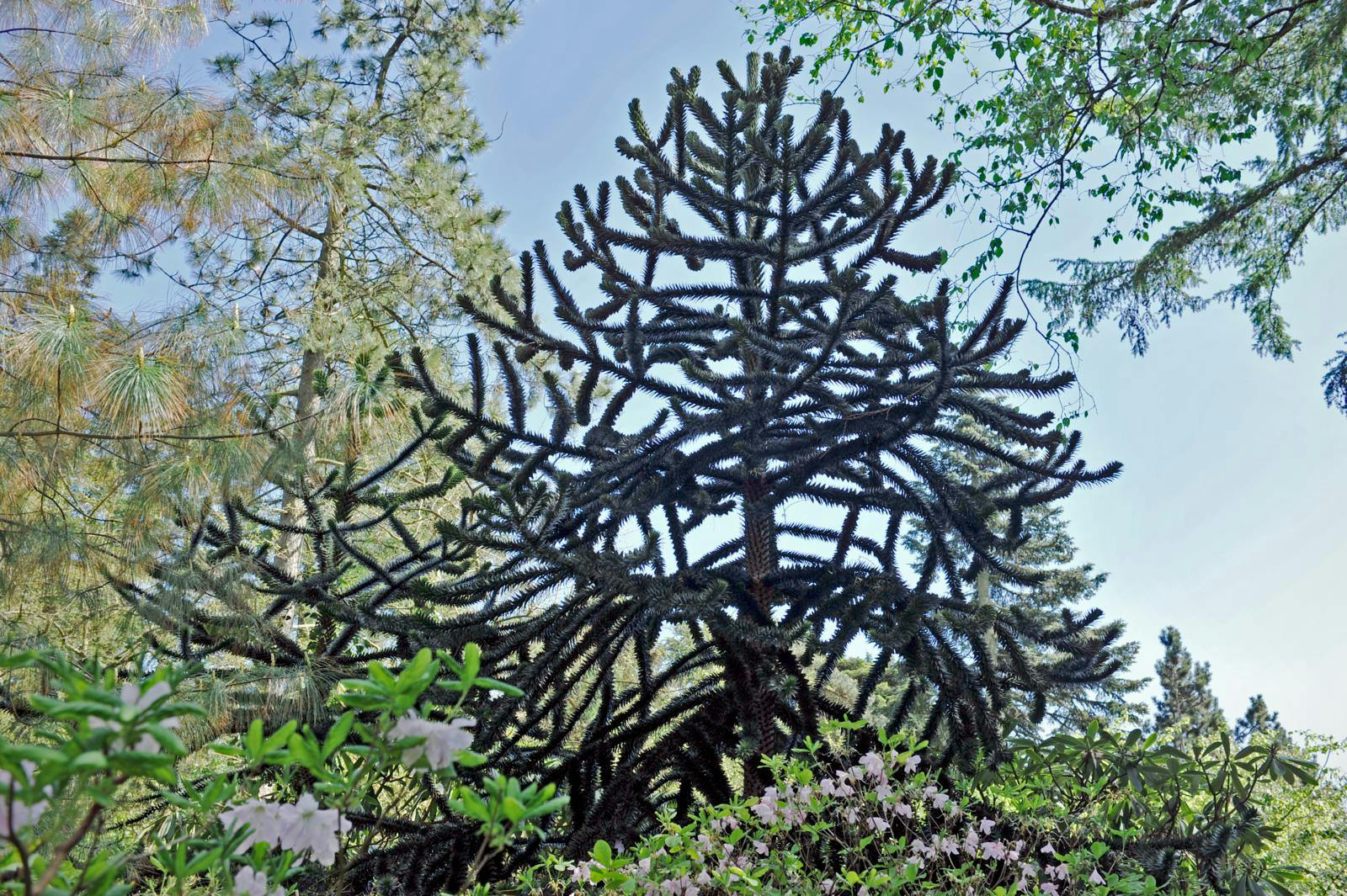 Stort abetræ, også kaldet abernes skræk